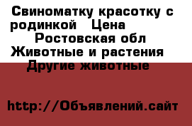 Свиноматку красотку с родинкой › Цена ­ 1 000 - Ростовская обл. Животные и растения » Другие животные   